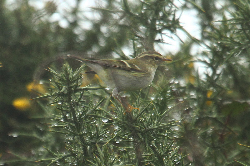 Yellow-browed Warbler by Mick Dryden