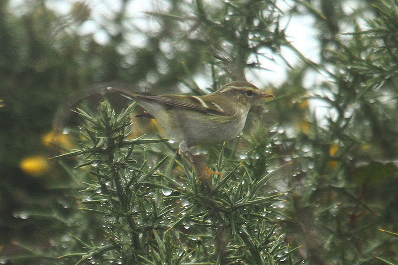 Yellow-browed Warbler by Mick Dryden