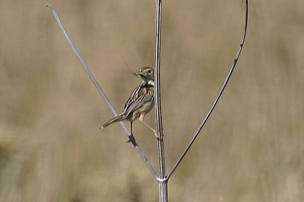 Zitting Cisticola by Mick Dryden