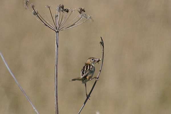 Zitting Cisticola by Mick Dryden