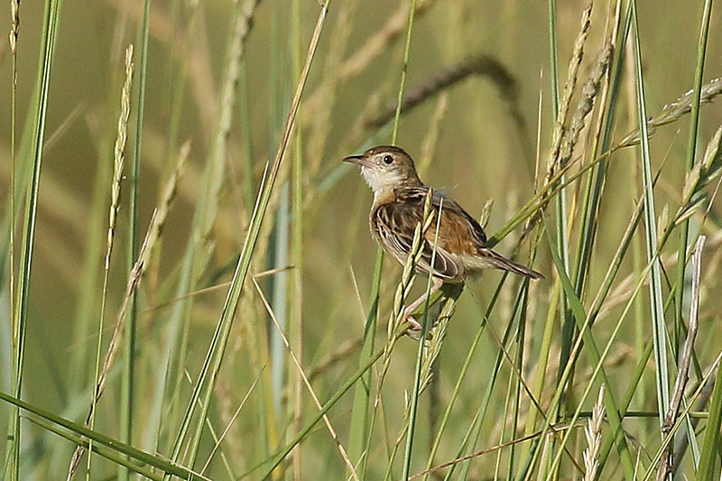 Zitting Cisticola by Mick Dryden