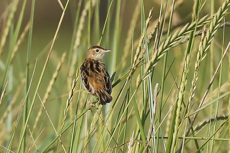 Zitting Cisticola by Mick Dryden