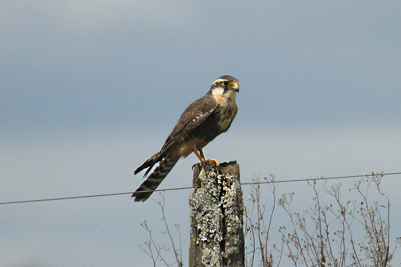 Aplomado Falcon by Mick Dryden