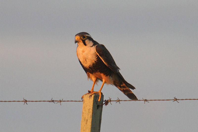 Aplomado Falcon by Mick Dryden