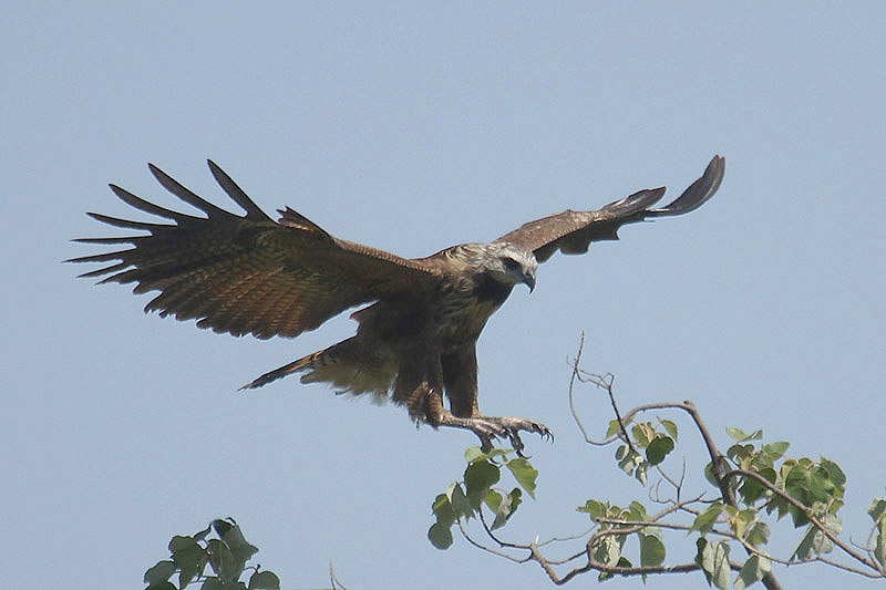 Black-collared Hawk by Mick Dryden