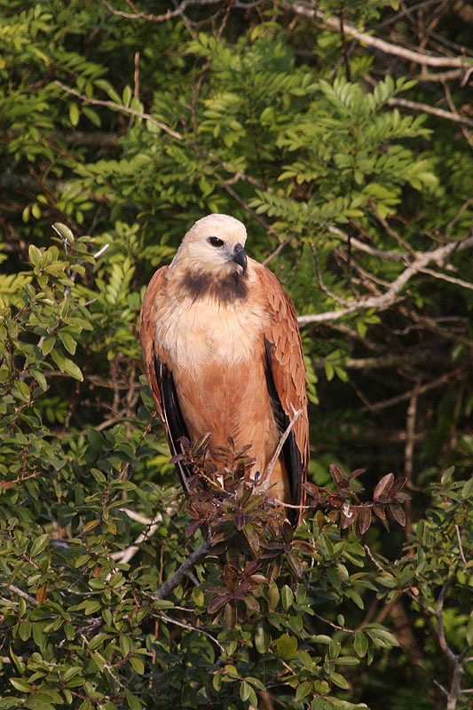 Black-collared Hawk by Miranda Collett