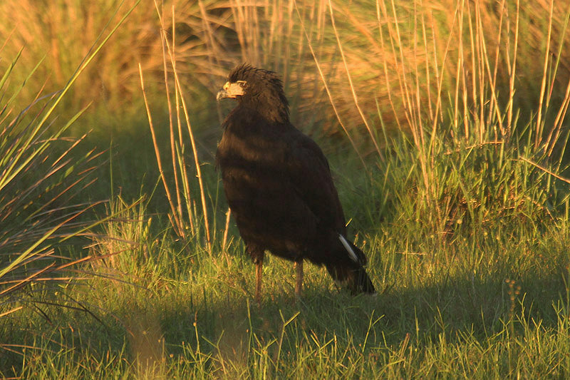 Great Black Hawk by Mick Dryden