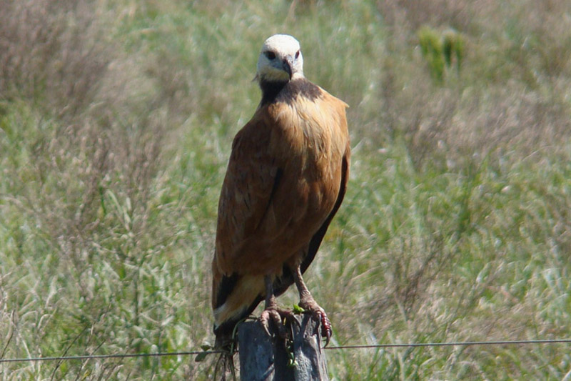Black-collared Hawk by Miranda Collett