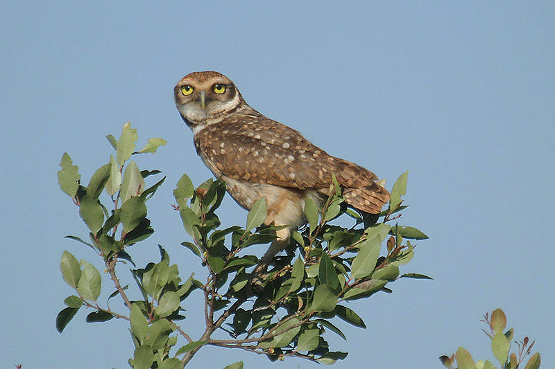 Burrowing Owl by Mick Dryden