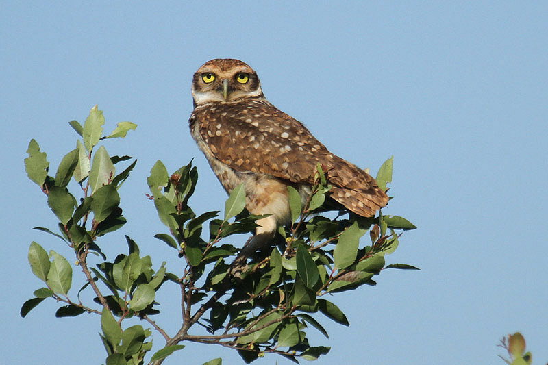 Burrowing Owl by Mick Dryden