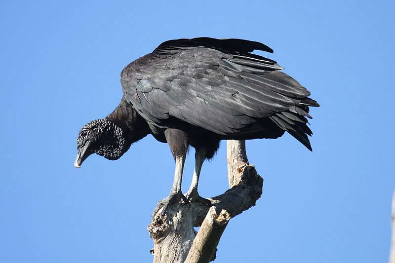 Black Vulture by Mick Dryden