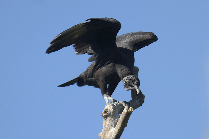 Black Vulture by Mick Dryden