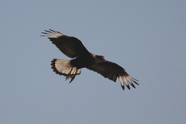 Southern Caracara by Miranda Collett