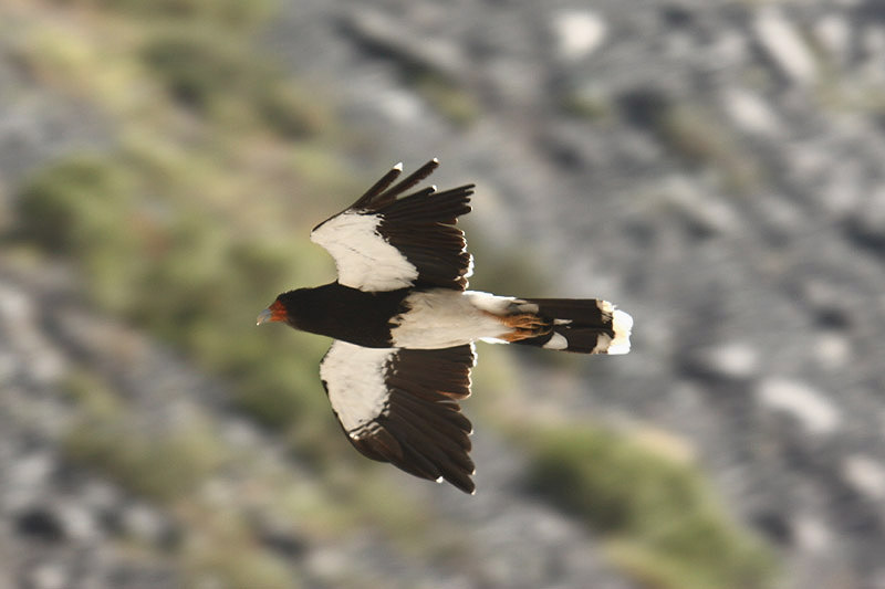 Mountain Caracara by Mick Dryden