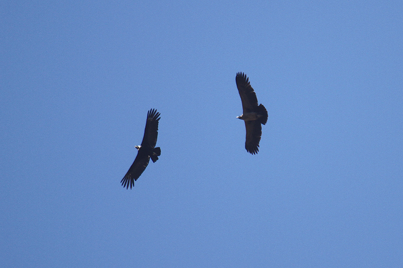 Andean Condor by Mick Dryden