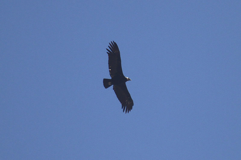 Andean Condor by Mick Dryden