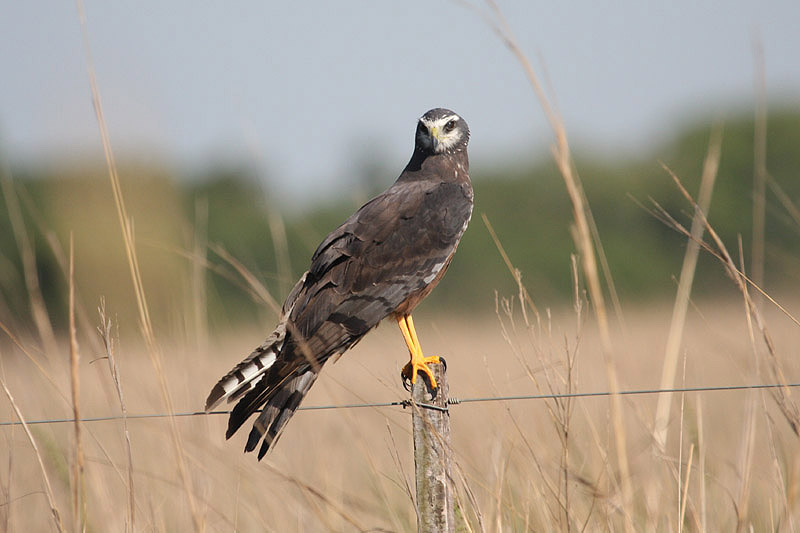 Long-winged Harrier by Miranda Collett