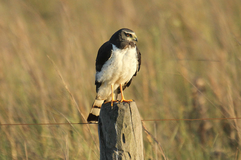 Long-winged Harrier by Mick Dryden