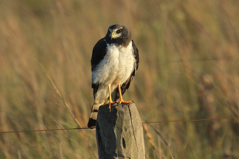 Long-winged Harrier by Mick Dryden