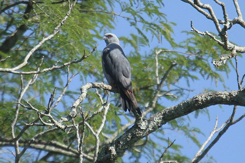 Plumbeous Kite by Mick Dryden