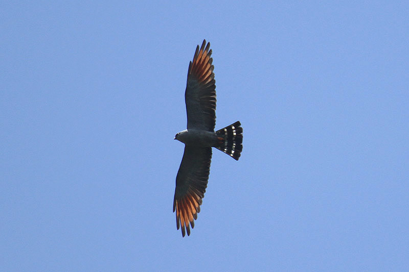 Plumbeous Kite by Mick Dryden