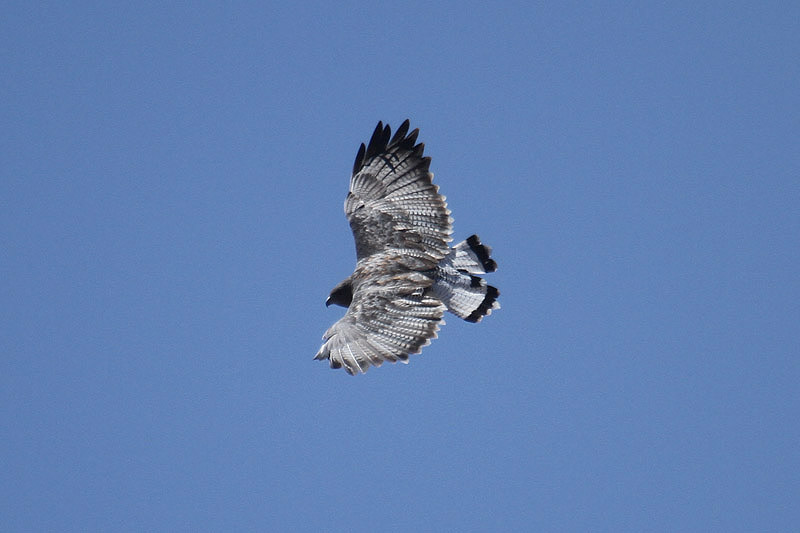 Red-backed Hawk by Mick Dryden