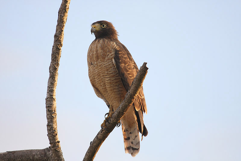 Roadside Hawk by Miranda Collett