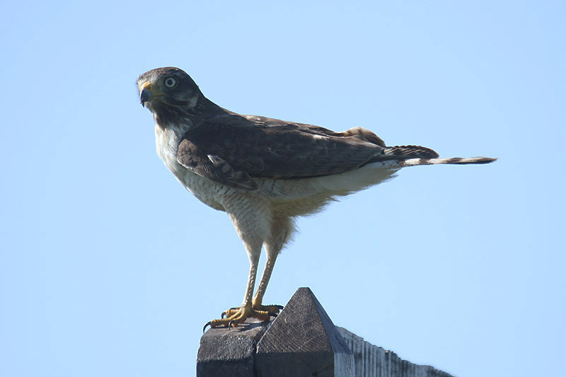 Roadside Hawk by Mick Dryden