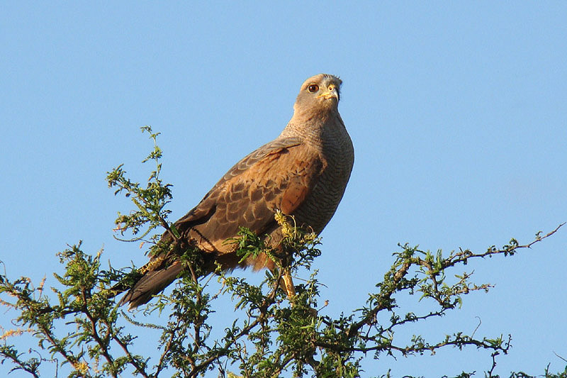 Savannah Hawk by Miranda Collett