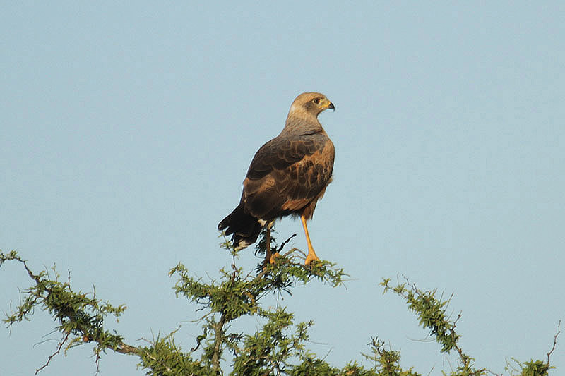 Savannah Hawk by Mick Dryden