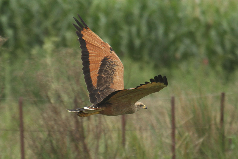 Savannah Hawk by Mick Dryden