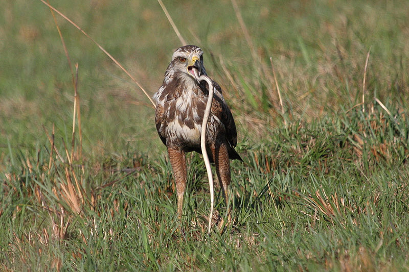 Savannah Hawk by Miranda Collett