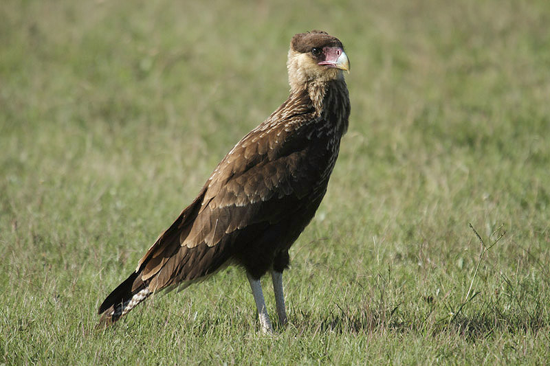 Southern Crested Caracara by Mick Dryden