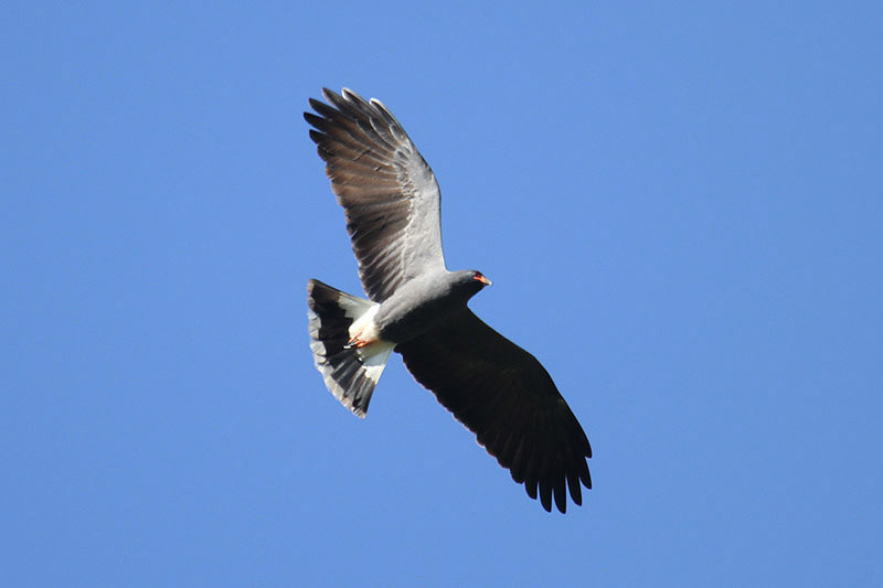 Snail Kite by Mick Dryden
