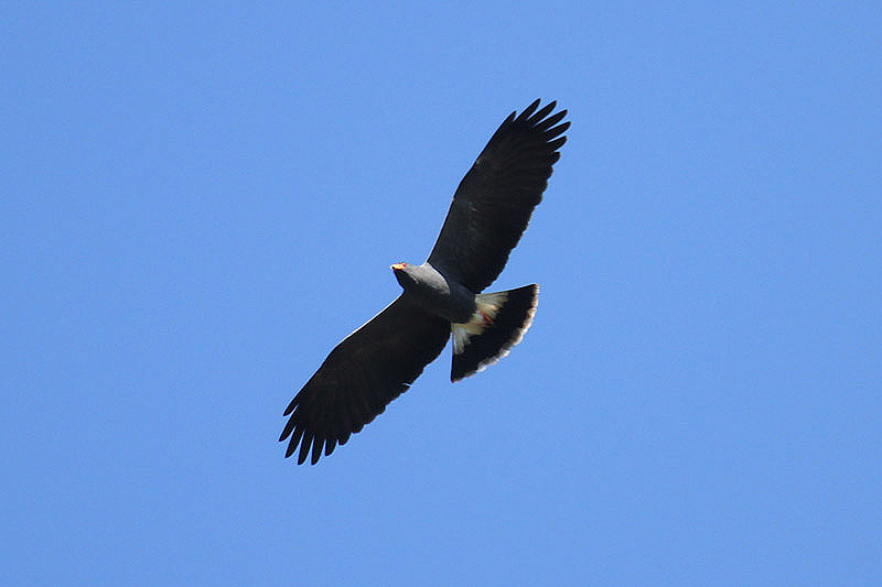 Snail Kite by Mick Dryden