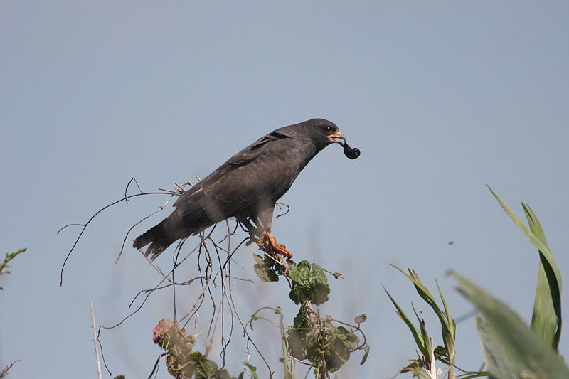 Snail Kite by Miranda Collett