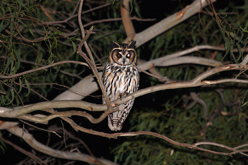 Striped Owl by Miranda Collett