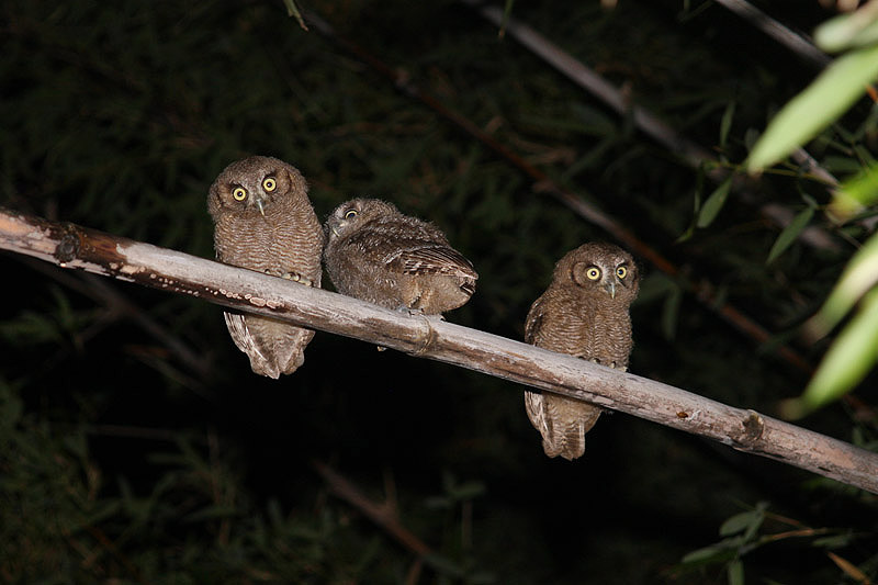 Tropical Screech Owl by Miranda Collett