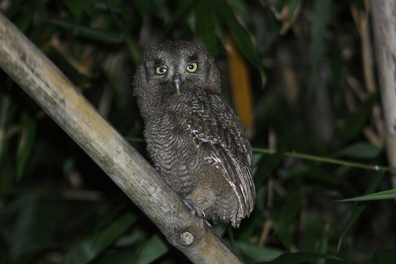 Tropical Screech Owl by Mick Dryden