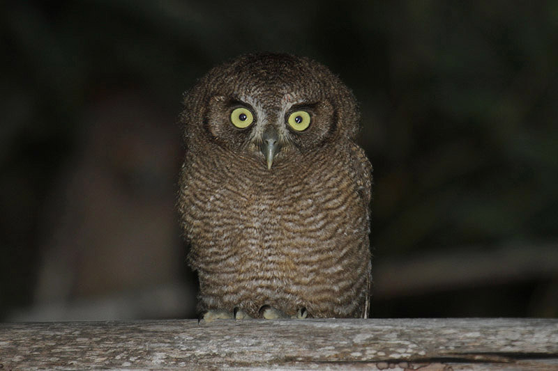 Tropical Screech Owl by Mick Dryden