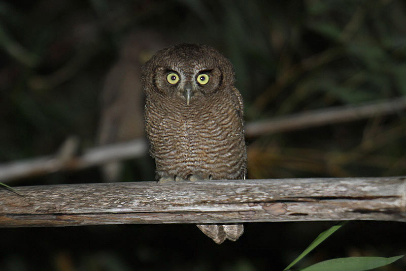 Tropical Screech Owl by Mick Dryden