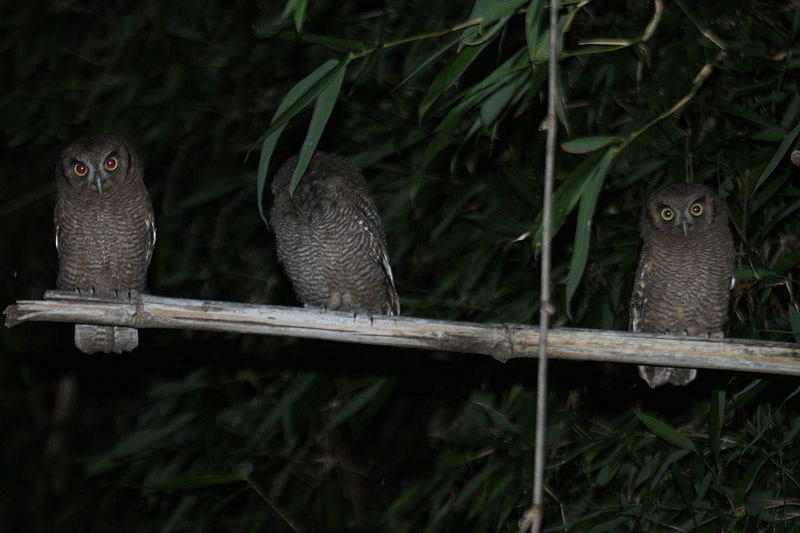 Tropical Screech Owl by Mick Dryden