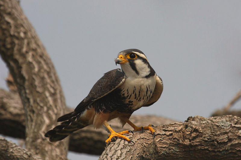 Aplomado Falcon by Miranda Collett
