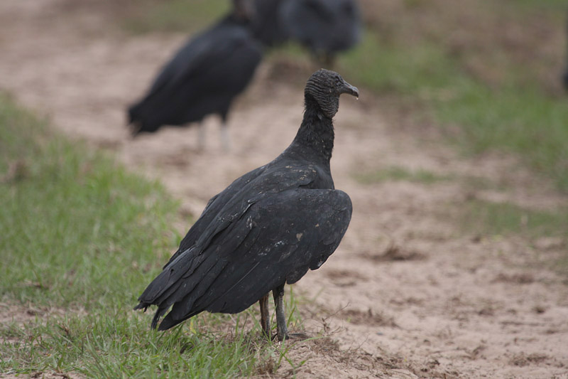 Black Vulture by Miranda Collett