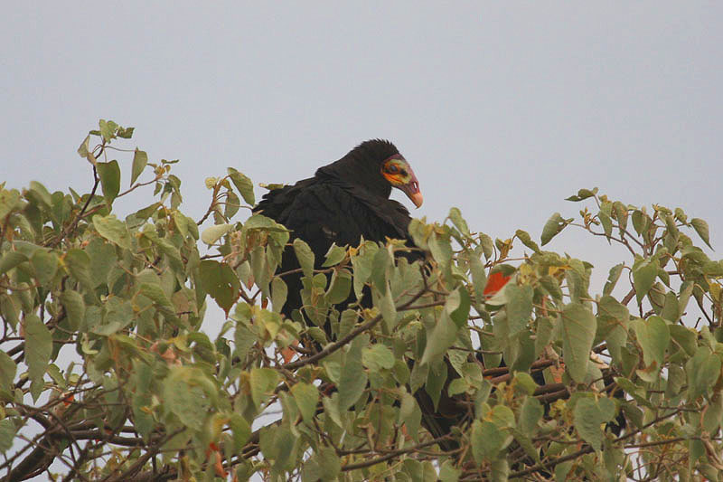 Lesser Yellow-headed Vulture by Miranda Collett