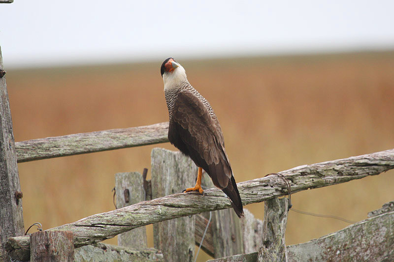 Southern Crested Caracara by Miranda Collett