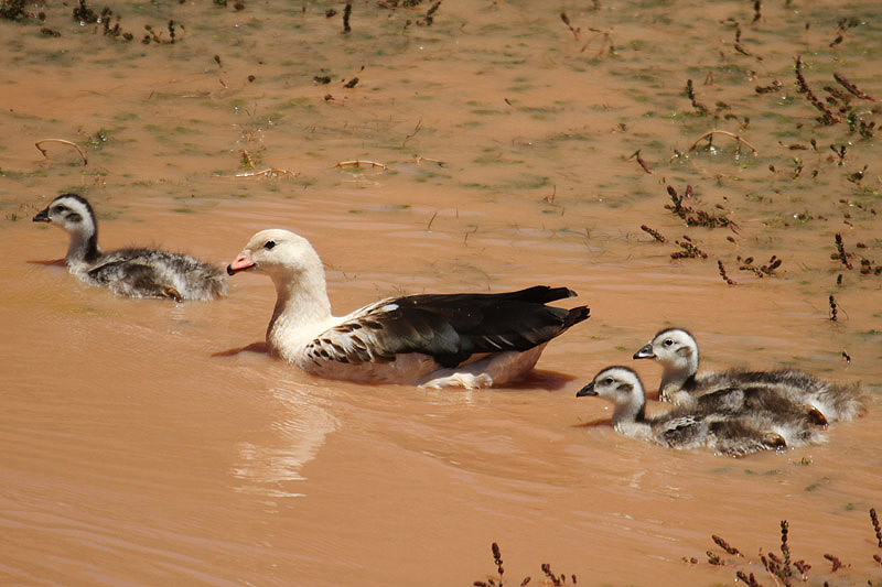 Andean Goose by Mick Dryden