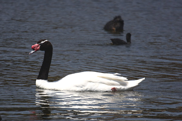 Black-necked Swan by Mick Dryden