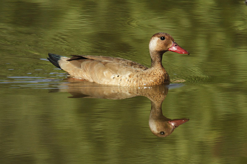 Brazilian Duck by Mick Dryden