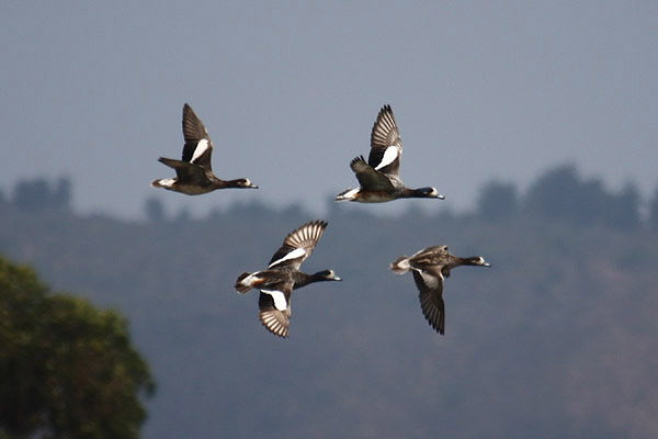 Chiloe Wigeon by Mick Dryden